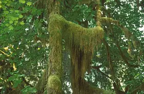 Baum mit Moos im Hoh Rain Forest

