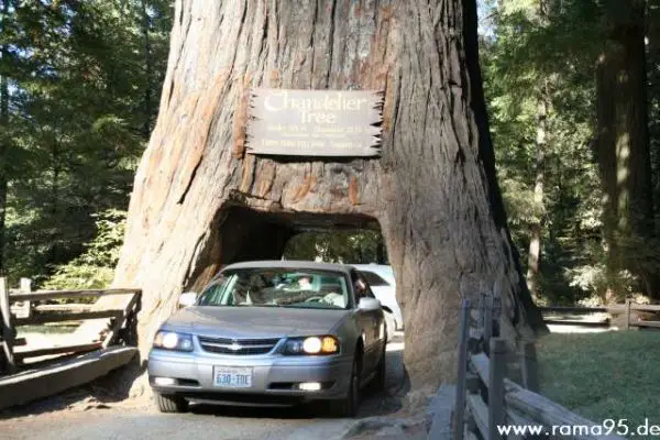 Der Chandelier Tree im Redwood N.P.
Schlüsselwörter: Chandelier Tree, Tunnel tree, Redwood N.P.