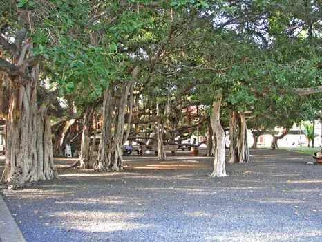 Banyan Tree in Lahaina
