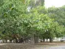 Lahaina-Banyan Tree.jpg
