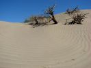 Sand Dunes, Death Valley National Park