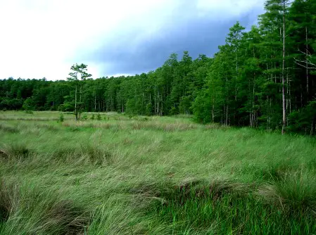  Corkscrew Swamp Sanetuary Park
