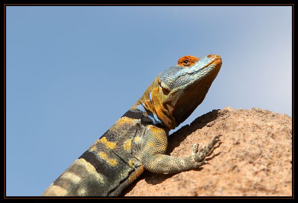 Lizard
Arizona Desert Museum - Tucson, AZ
