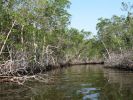 Everglades City, Airboat-Tour