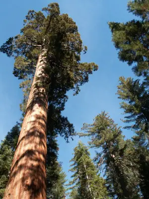 Giant Sequoia im Yosemite Nationalpark
Schlüsselwörter: Giant Sequoia, Yosemite Nationalpark