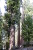 2006-09-30 04 Sequoias im General Grant Grove.jpg
