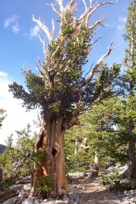 Bristlecone Pine
3000 Jahre alter Baum im Great Basin Nationalpark
Schlüsselwörter: Great Basin, Nevada