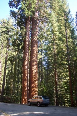 Mammutbäume
im Sequoia Nationalpark
