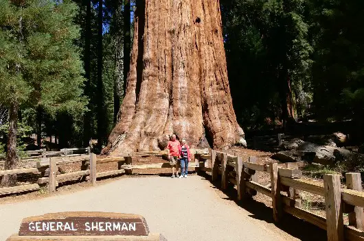 General Sherman Tree
Am Fuße des mächtigsten Baumes der Welt (größtes Volumen!!) Höhe 83,5 m, Fußdurchmesser 11 m
