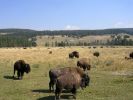 Bison_im_Yellowstone_N_P_.jpg