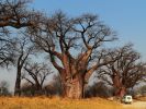 2909_Baines_Baobabs.jpg