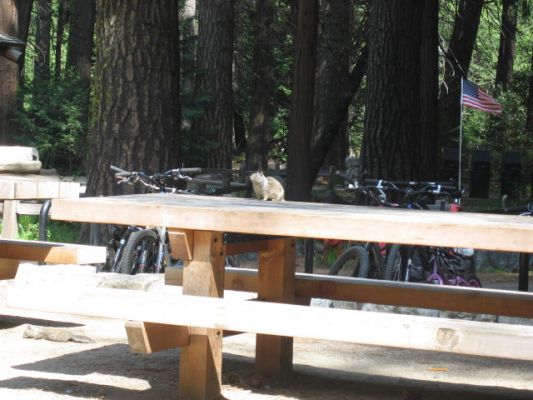Squirrel im Yosemite NP
