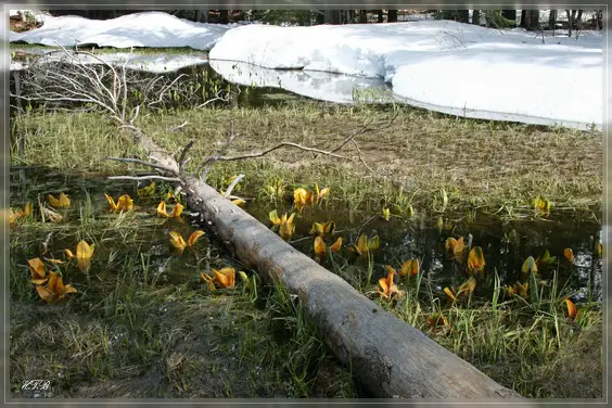 Lolly Ponds / Lassen Volcanic NP
