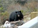 comp_181_Bear_at_Icefields_Parkway_(1).jpg