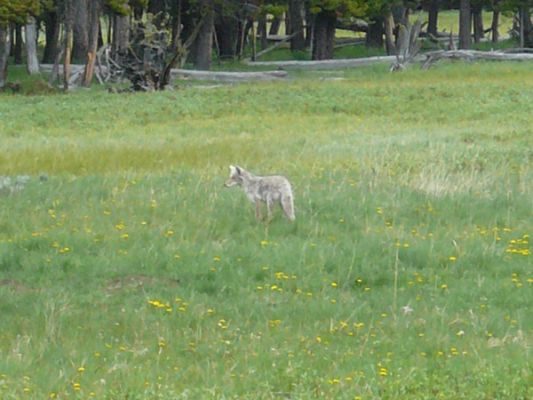 Coyote im Yellowstone NP
Wir hatten das Glück, einen zu sehen!!
