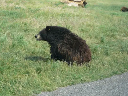 Tierpark Bear Country U.S.A.
