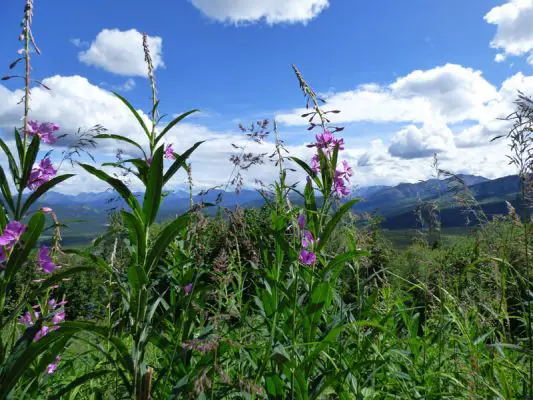 Denali NP
