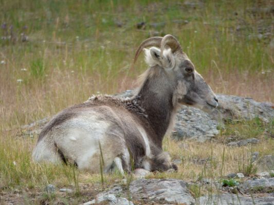 Yukon Wildlife Preserve
