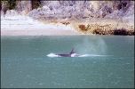 Orca Whale - Glacier Bay National Park