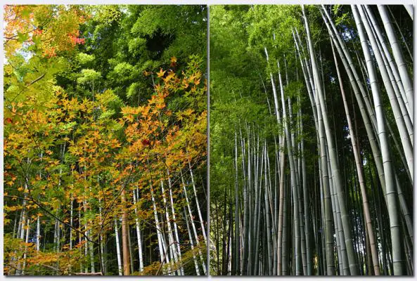Arashiyama15.jpg