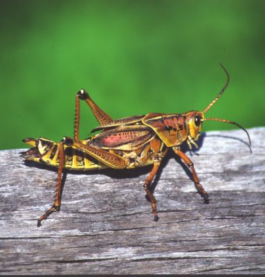 Grashopper
Heuschreck in den Everglades
