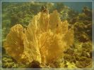 filigrane Korallen