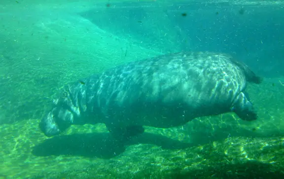 Hippo Beach San Diego
