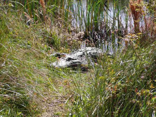 Alligator_guckt_frech
Im Aransas National Wildlife Refuge
Schlüsselwörter: Aransas