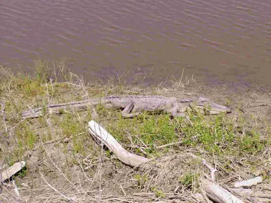 Alligator
Im Aransas National Wildlife Refuge
Schlüsselwörter: Aransas