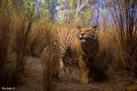 AMNH-Tiger_8910-F.jpg