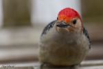 Bird-RedBelliedWoodpecker_0279_F.jpg