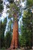Sequoia_und_Kings_Canyon_(232).JPG