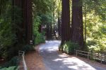 Muir_Woods_Redwoods.jpg