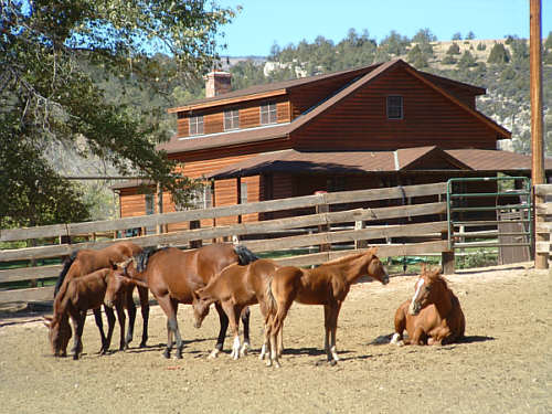 Dryhead 03
auf der Ranch
Schlüsselwörter: Ranchurlaub, Ranch, USA, Montana, Dryhead, Schively
