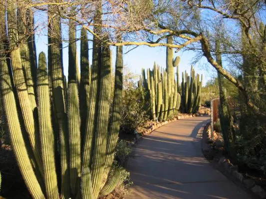 Desert Botanical Garden, Phoenix
