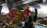 Hilo Farmer's Market