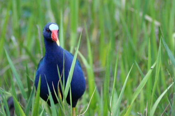 Vogel oder Ente in den Everglades
