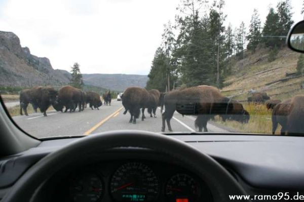 Tierherden auf der Fahrbahn im Yellowstone N.P.
Schlüsselwörter: Tiere, Yellowstone N.P.