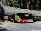 Tunnel Tree im Sequoia N.P.