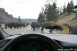 Tierherden auf der Fahrbahn im Yellowstone N.P.