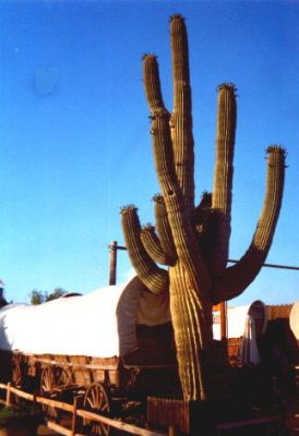 Rawhide Wild West Town
Schlüsselwörter: Rawhide Wild West Town, Phoenix, Scottsdale, Kaktus, Arizona, USA