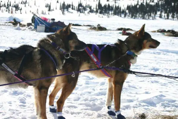 Sammy und Cash aus dem Dogteam Bill Cotter warten auf die Weiterfahrt.
Schlüsselwörter: Alaska, Iditarod
