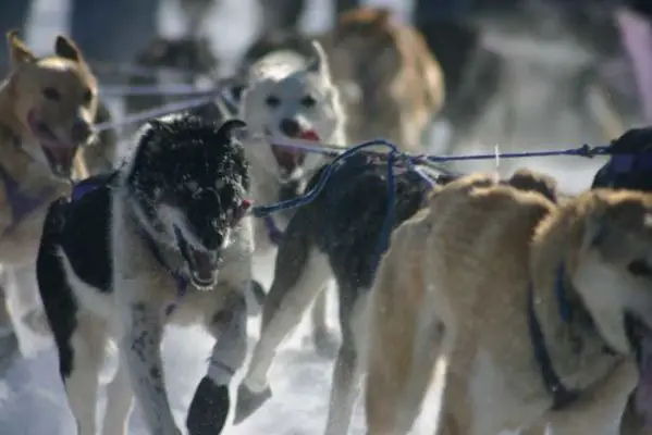 Dogteam Willow Lake
Schlüsselwörter: Alaska, Iditarod