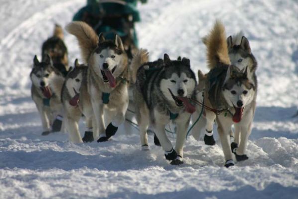 Dogteam am Willow Lake
Schlüsselwörter: Alaska, Iditarod