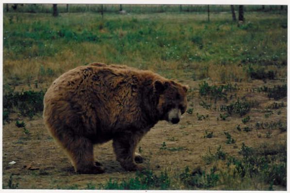 Grizzly
in Bear Country
