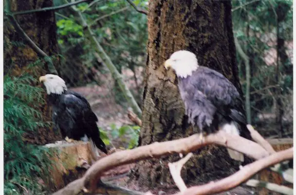 Bald Eagles
