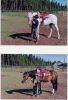 my horse and me-1.jpg