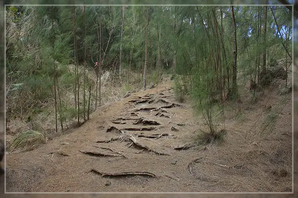 Kuli'ou'ou Ridge Trail
