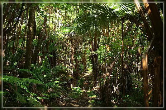 Big Island : Maka'ala Fern Forest Trail (= Wright Road Trail)
