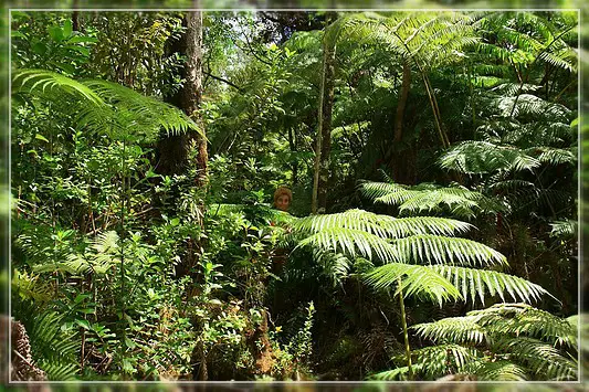 Big Island : Maka'ala Fern Forest Trail (= Wright Road Trail)
